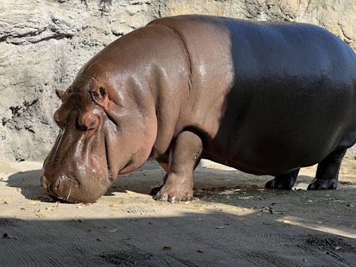 人家是女森！大阪動物園「俊美男河馬」養7年 12歲才發現是母的 - 鏡週刊 Mirror Media