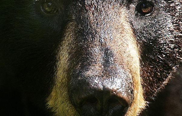 Man or bear? Hypothetical question sparks conversation about women's safety