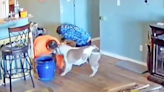 This Handyman Distracted by a Playful Pit Bull Is the Wholesome Video You Need Today