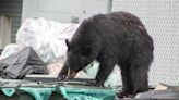 Doomed bear in Underhill adopts 'predatory stance' and begins to circle game warden
