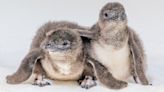 Little Blue Penguin chicks are tugging heartstrings at Birch Aquarium
