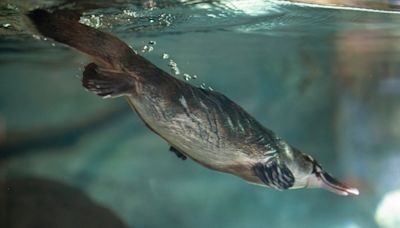 San Diego Zoo joins international project to help survival of the platypus