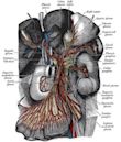 Renal plexus