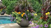 This garden designer's golden rule for choosing plants is the secret to making your containers look incredible every time