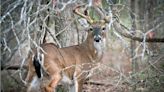 Expect great hunting this deer season, population numbers on the rise throughout Texas