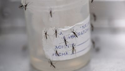 Con 8 millones de casos de dengue, la epidemia en las Américas no tiene precedentes