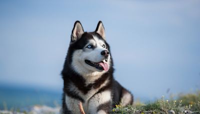 14-Year-Old Husky Hikes Miles Every Day As the Leader of Her 'Pack'