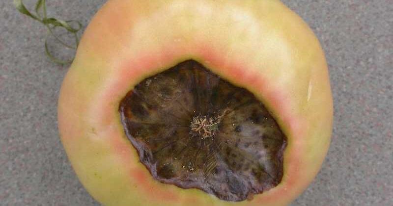 Water evenly to help combat blossom end rot on tomatoes