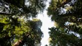 Redwood trees have two types of leaves, scientists find – a trait that could help them survive in a changing climate