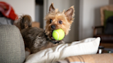 Yorkie Mom Comes up With Hilariously Unique Way to Entertain Her Pup at the Park