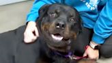 Dog in Crate Survives Tornado That Blew His Cage 4 Blocks Across Neighborhood: 'Pretty Darn Lucky'