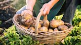 10 Things To Look For When Buying The Freshest Potatoes