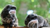 Texas Man Arrested In Monkey-Napping Of Emperor Tamarins From Dallas Zoo