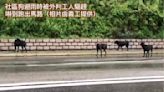 黃色暴雨下 港鐵外判工被指驅趕避雨狗隻