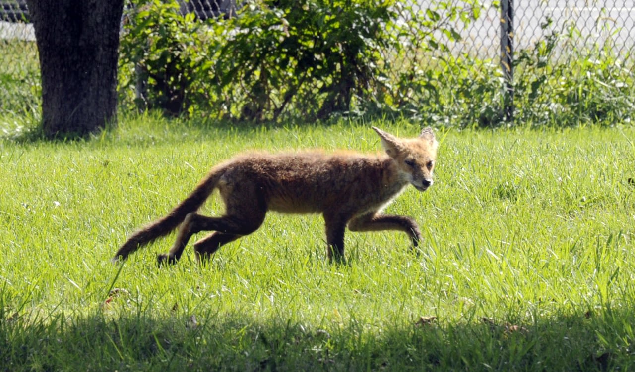 Rabid fox bites Alabama woman while she unloads her groceries