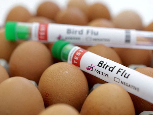 Bird flu FAQ: Symptoms, what Michigan outbreak means for pets and why wastewater matters