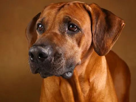 Police Reportedly Shot & Killed Pennsylvania Dog