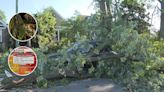 Casas y coches destrozados tras paso de tormentas en Chicago: ¿Dónde reportar daños y quién se hace responsable?