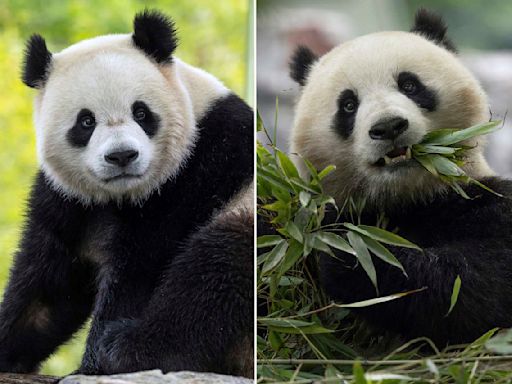 The Panda Party is back on as giant pandas will return to Washington's National Zoo by year's end