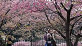 Japan’s early bloom of cherry blossoms sparks concerns amid record heat