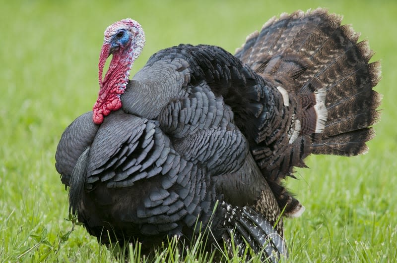 Trouble for Turkeys in Pennsylvania, Here's Why