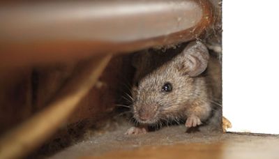 Rats and mice stay away from homes when using 1 natural item they hate and fear