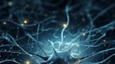 Myelination in the brain may drive opioid addiction, say scientists