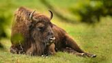 El bisonte vuelve 12.000 años después a la península Ibérica, pero ¿se quedará?