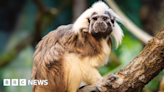 Rare monkeys: Folly Farm hopes tamarins breed to help save species