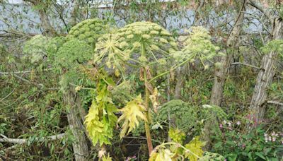 Scots man left with massive blister after brush with UK’s ‘most dangerous plant’