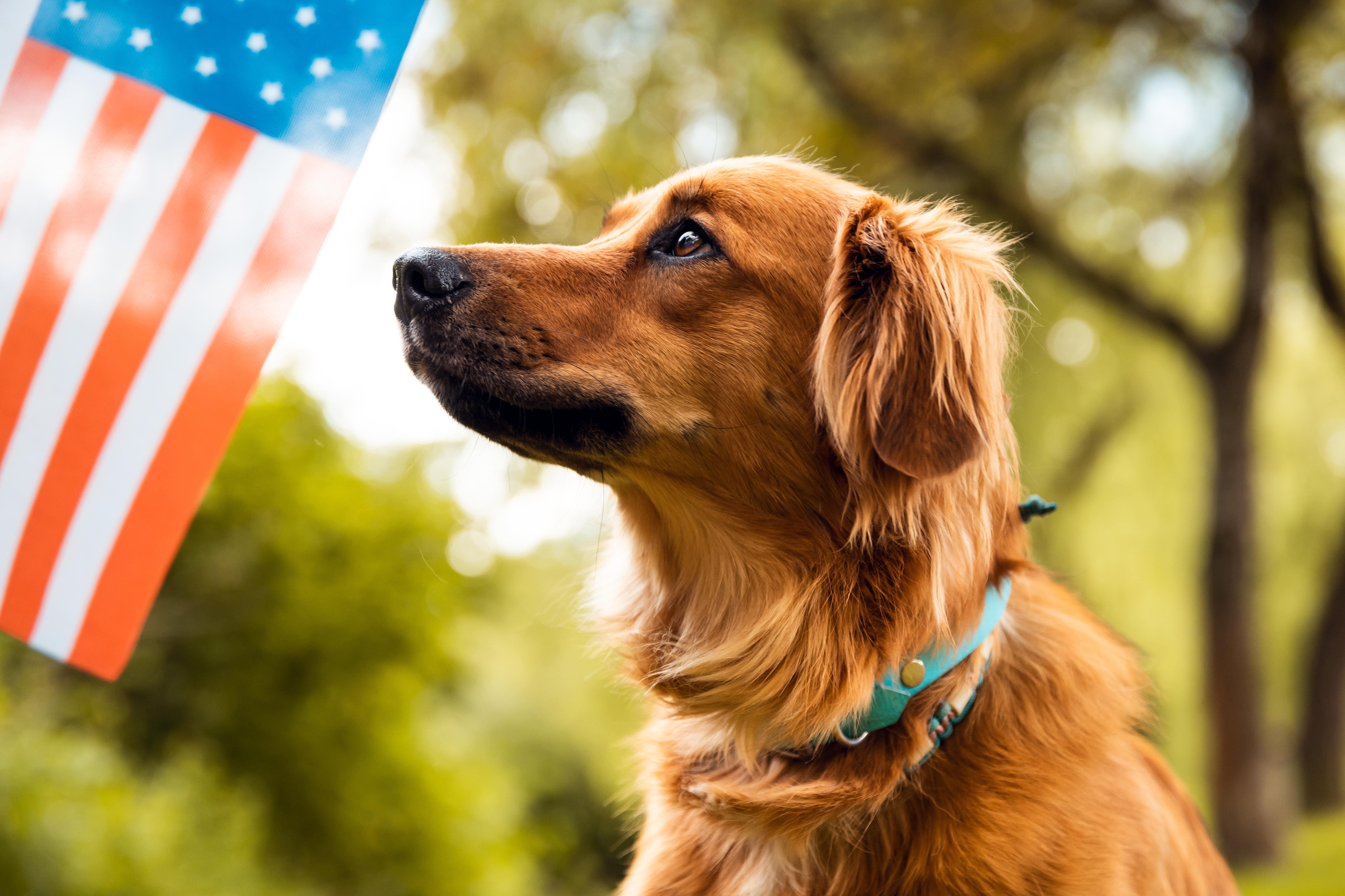 Fireworks can scare dogs. Vets explain how to calm your pet's anxiety.