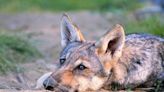 Wolves show dog-like affection towards humans, research reveals