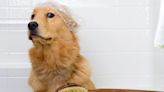 Dog Groomer Has Cutest Solution for Golden Retriever Who Hates the Dryer