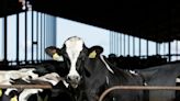 Lactating cows heading to Wisconsin fairs must test negative for bird flu