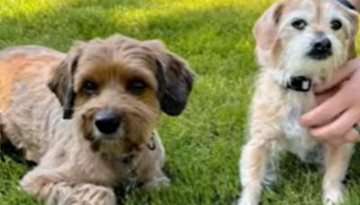 VIDEO: Prueba de ADN permite a perro reencontrarse con su madre