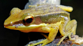 Mushroom sprouting from live frog in India leaves scientists stunned