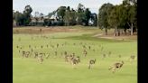 Golfers interrupted by a stampede of kangaroos that ‘went forever’