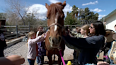 Horses4Heroes summer camp teaches the ‘cowboy way’ in Las Vegas