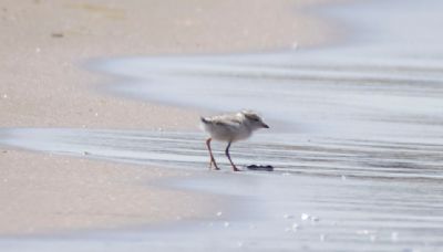 Name revealed for Montrose Beach piping plover chick