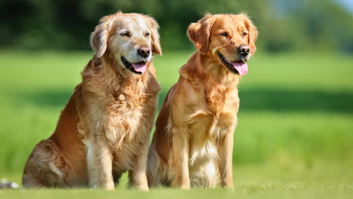 Moment Blind Golden Retriever's 'Sight Buddy' Helps Him Find Mom Is Too Sweet For Words