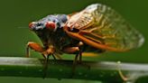 While there could be 1 million cicadas per acre in parts of NC, the Triad won't be as loud. But 2030 will be a different story.