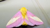 Garden Q&A: For National Moth Week, take time to appreciate the diversity of these amazing, colorful insects