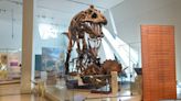 T. Rex an intelligent tool-user and culture-builder? Not so fast, says new research