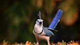 Bird Proudly Shows Off Her Eggs to Human Caretaker in Irresistible Video