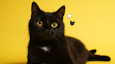 150 Names to Bestow Upon Your Very Complicated, Spooky Black Cat