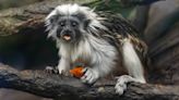 Perfect match? See this new baby monkey at Zoo Boise, born for genetic diversity