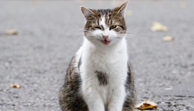 Larry the Cat could be in trouble at No10 as Keir Starmer brings his own pet