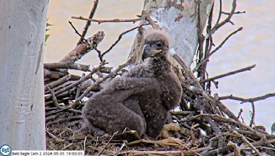 Naming contest for U.S. Steel eaglet raises $7,000 for Tamarack Wildlife Center