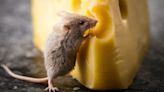 Do mice really like cheese?