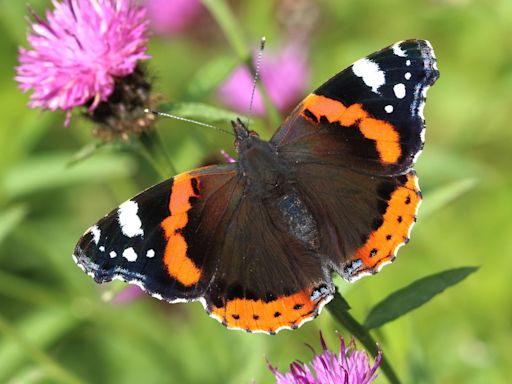 Public urged to join butterfly count as species spread north with climate change